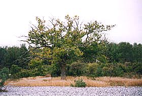 Knorriger Baum in den Feuersteinfeldern