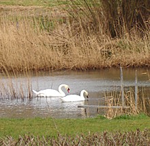 Garten hinter unserem Haus, Blick aus Fewo Seerose