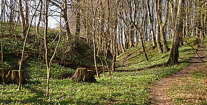 Buchenwald im Fr&uuml;hling (ca. 300m von den Ferienwohnungen entfernt)