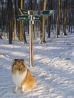 Winter: Ein Wegweiser im Nationalaprk Jasmund