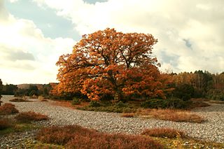 Knorriger Baum in den Feuersteinfeldern