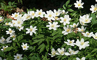 Anemonen im Frühjahr