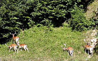 Dammwild am Wegesrand