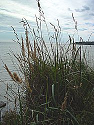 Die Insel Vilm